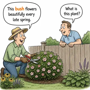bush (çalı) karikatürü — diyalogla bağlam içinde öğren